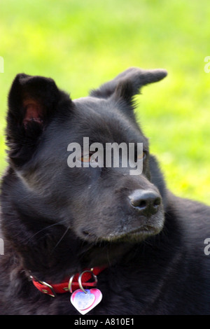 Chow Akita Mischling Hund Stockfoto