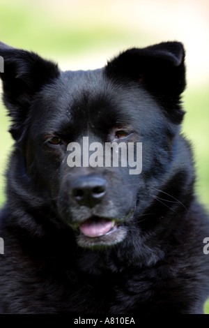 Chow Akita Mischling Hund Stockfoto