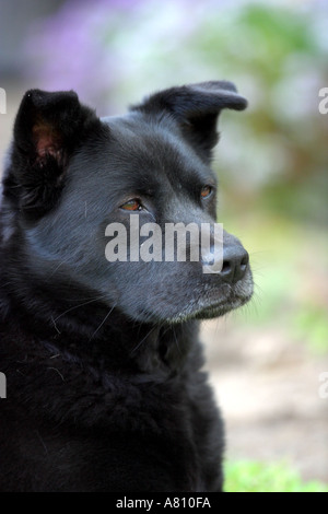 Chow Akita Mischling Hund Stockfoto