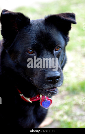 Chow Akita Mischling Hund Stockfoto