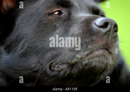 Chow Akita Mischling Hund Stockfoto