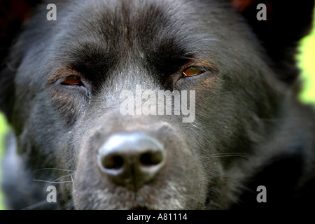 Chow Akita Mischling Hund Stockfoto