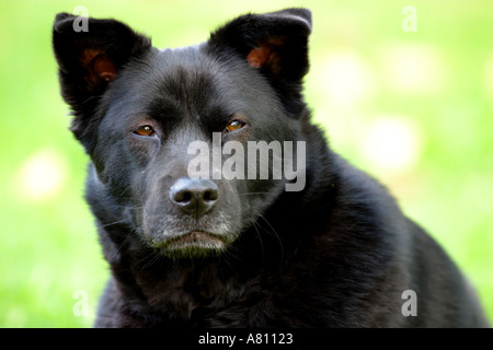 Chow Akita Mischling Hund Stockfoto