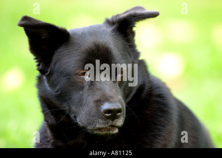 Chow Akita Mischling Hund Stockfoto