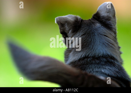 Chow Akita Mischling Hund Stockfoto