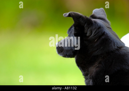 Chow Akita Mischling Hund Stockfoto