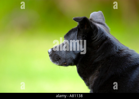 Chow Akita Mischling Hund Stockfoto