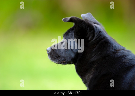 Chow Akita Mischling Hund Stockfoto