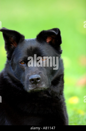 Chow Akita Mischling Hund Stockfoto