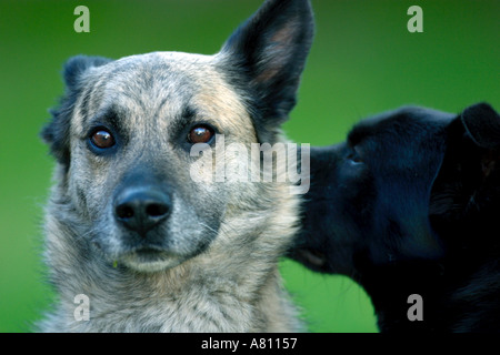 Schäferhund Windhund gemischte Rasse Hund und Akita Chow Mischling Hund Stockfoto