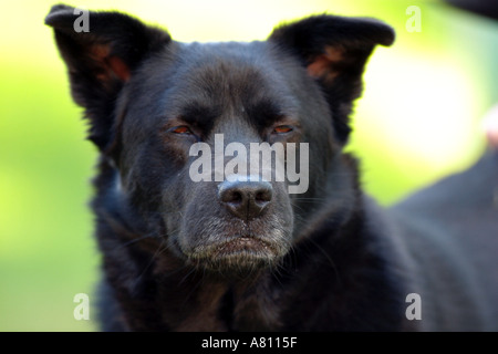 Chow Akita Mischling Hund Stockfoto