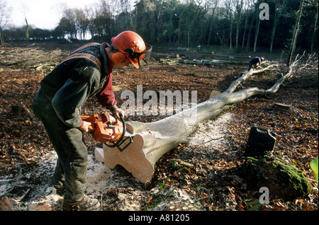 1, Holzfäller, tragen, Sicherheit, Getriebe, schneiden, oben, frisch, Gefällt, Bäume, Isle of Wight, England, Großbritannien, Großbritannien, Forstwirtschaft, Wald, Holz, Stockfoto