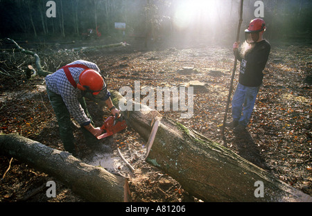 2, Holzfäller, tragen, Sicherheit, Getriebe, schneiden, oben, frisch, Gefällt, Bäume, Isle of Wight, England, Großbritannien, Großbritannien, Forstwirtschaft, Wald, Holz, Stockfoto