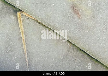 Gefrorene Grashalm auf mattierte Glasplatte Stockfoto