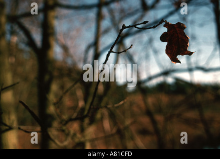 Letzte Blatt des Herbstes Stockfoto