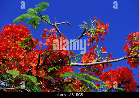 Seychellen, Insel Mahe, eine extravagante (tropischer Baum) Stockfoto