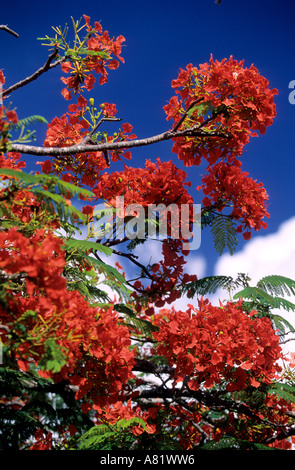 Seychellen, Insel Mahe, eine extravagante (tropischer Baum) Stockfoto