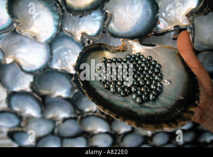 Schwarze Perlen & Austern Muscheln, Moorea, Französisch-Polynesien Stockfoto