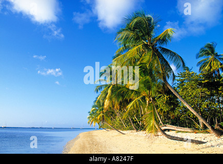 Pigeon Point, Tobago, Caribbean Stockfoto