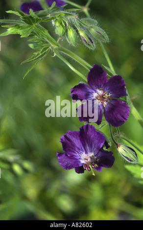 Geranium Phaeum Lily Lovell The White House Notts Stockfoto