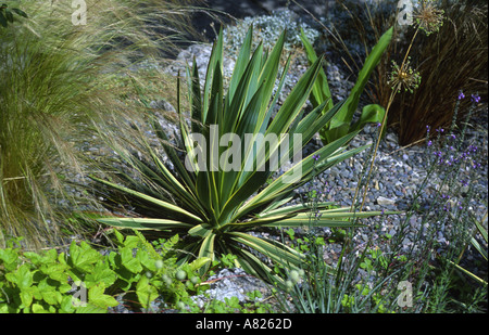 Yucca Gloriosa Variegata Charney gut Grange über Sands Cumbria Stockfoto