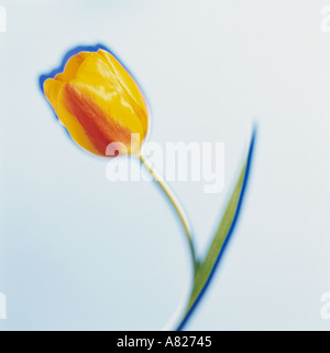 Gelbe und rote bunte Tulpe Stillleben Stockfoto