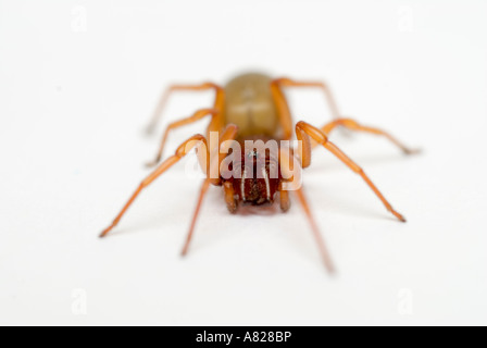 Assel SPIDER Dysdera Crocata UK Stockfoto