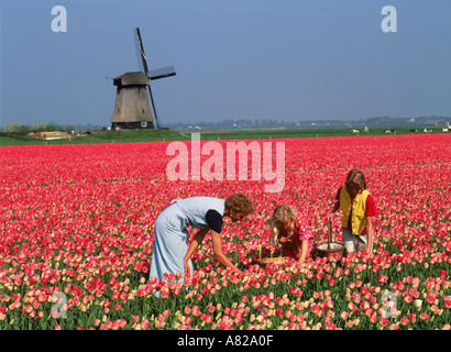 Mutter und Töchter im Bereich der roten Tulpen mit Windmühle in Holland Stockfoto