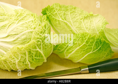 Chinakohl Bok Choy Brassica pekinensis Stockfoto
