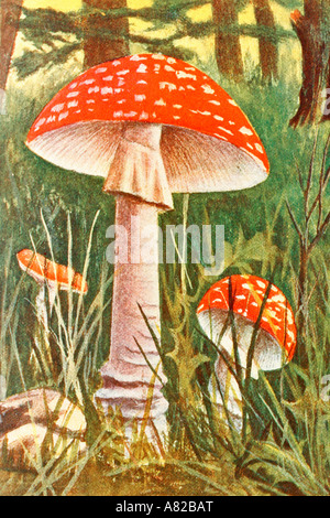 Fliegenpilz. Amanita Muscaria. Giftpilz. Antike Darstellung. 1900. Stockfoto