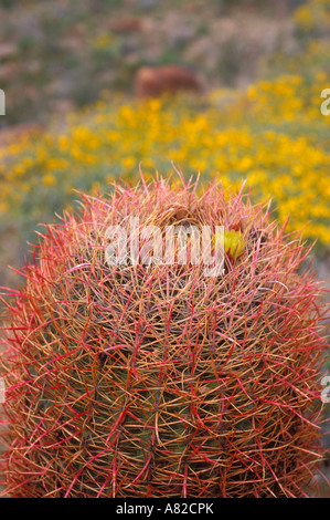 Barrel Kakteen Ferocactus Cylindraceus blühen in der Cottonwood Mountains Joshua Tree Nationalpark Kalifornien Stockfoto