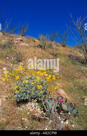 Beavertail Kaktus Ocotillo und Brittlebush in Coyote Canyon Anza Borrego Desert State Park California Stockfoto