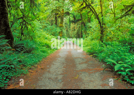 Unten Ahorn und üppigen Bodendecker entlang der Queets River Road Queets Regenwald Olympic Nationalpark Washington Stockfoto