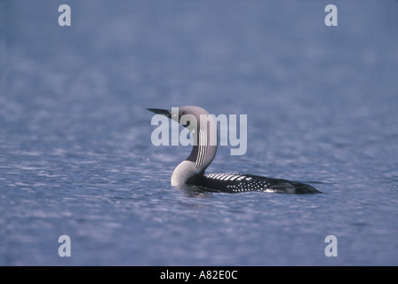 BLACK-THROATED Taucher Gavia arctica Stockfoto