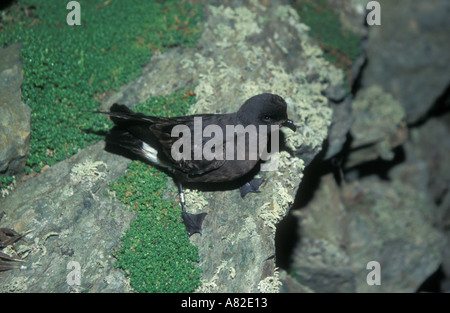 BRITISCHE Sturm PETREL Hydrobates pelagicus Stockfoto