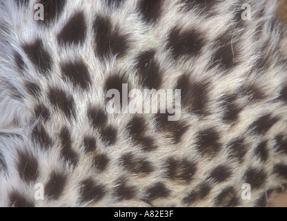 Leoparden Panthera pardus Stockfoto