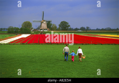Familie von drei Hand in Hand zu Fuß auf dem Rasen in Richtung Feld von roten Tulpen in den Niederlanden mit Windmühle Stockfoto