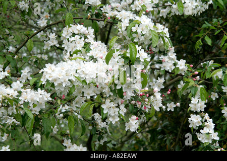 Mlaus Professor Sprenger Ende April Stockfoto