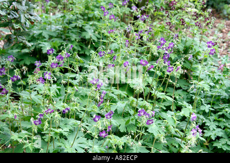 Geranium Phaeum Lily Lovell Stockfoto