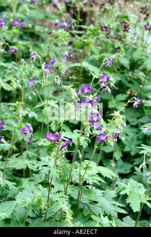 Geranium Phaeum Lily Lovell Stockfoto