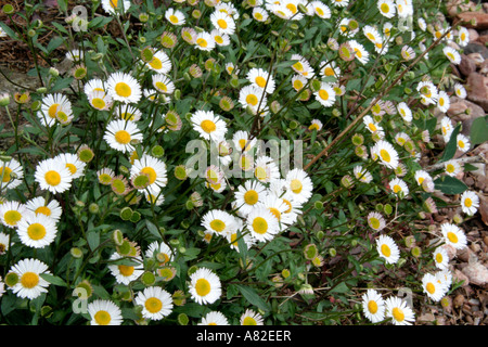 Erigeron Mucronatus aka E karvinskianus Stockfoto