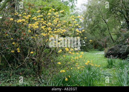Holbrook Garten Devon 25 April mit Rhododendron luteum Stockfoto