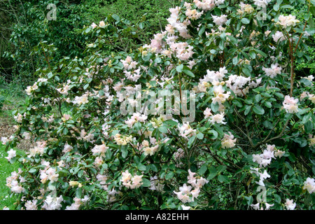 Rhododendron Alison Johnstone Ende April Stockfoto