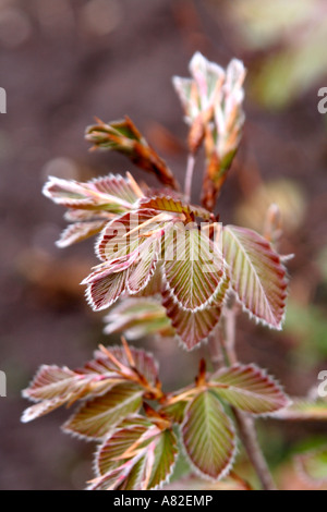 Fagus Sylvatica Atropurpurea entstehen die neuen Triebe der Blutbuche Ende April oder Anfang Mai Stockfoto