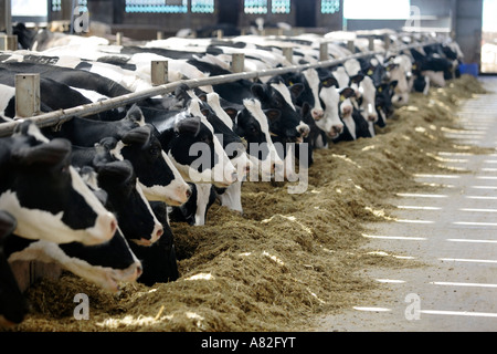 Milchkühe in einem Melkstand Schuppen in Gloucestershire, Großbritannien Stockfoto