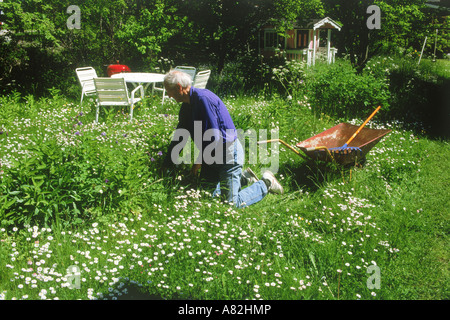 Älterer Mann im Garten im Hinterhof mit Schubkarre inmitten schwedischer Sommerblumen Stockfoto