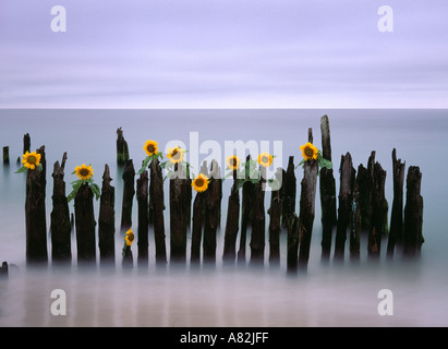 Sonnenblumen platziert auf Holzpfosten im Atlantischen Ozean, Southampton Beach, Long Island, New York City, New York, USA Stockfoto