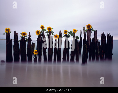 Sonnenblumen platziert auf Holzpfosten im Atlantischen Ozean, Hampton Buchten Beach, Long Island, New York, USA Stockfoto