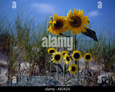 Sonnenblume Familie, Southampton, Long Island, New York City, New York, USA Stockfoto