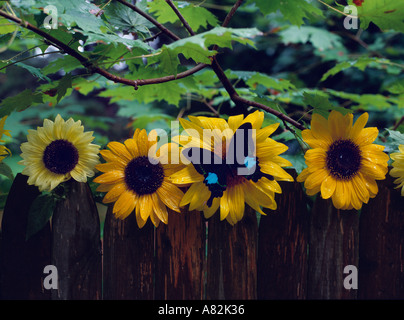 Einzelnen Schmetterling auf Sonnenblume, Southampton, Long Island, New York, USA Stockfoto